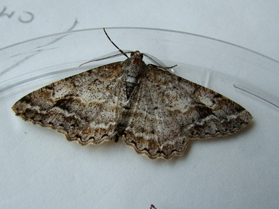 Mottled Beauty